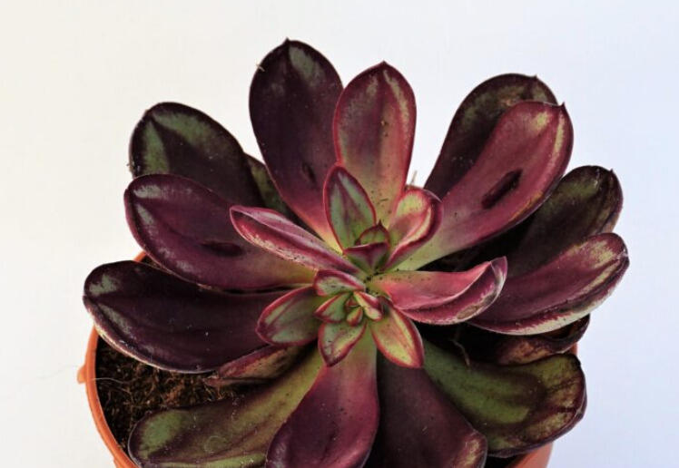 Dužnatka 'Benitsukasa' - Echeveria nodulosa 'Benitsukasa'
