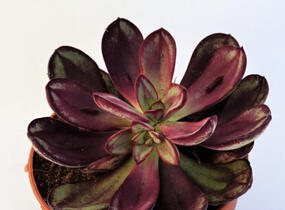 Dužnatka 'Benitsukasa' - Echeveria nodulosa 'Benitsukasa'