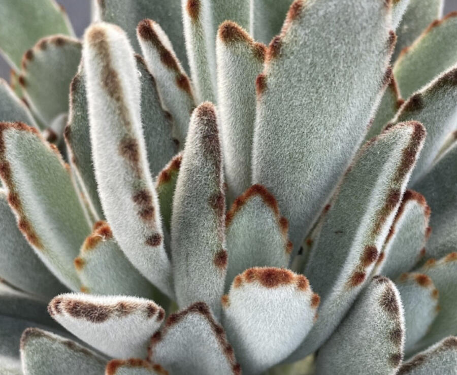 Kalanchoe, kolopejka - Kalanchoe tomentosa