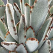 Kalanchoe, kolopejka - Kalanchoe tomentosa