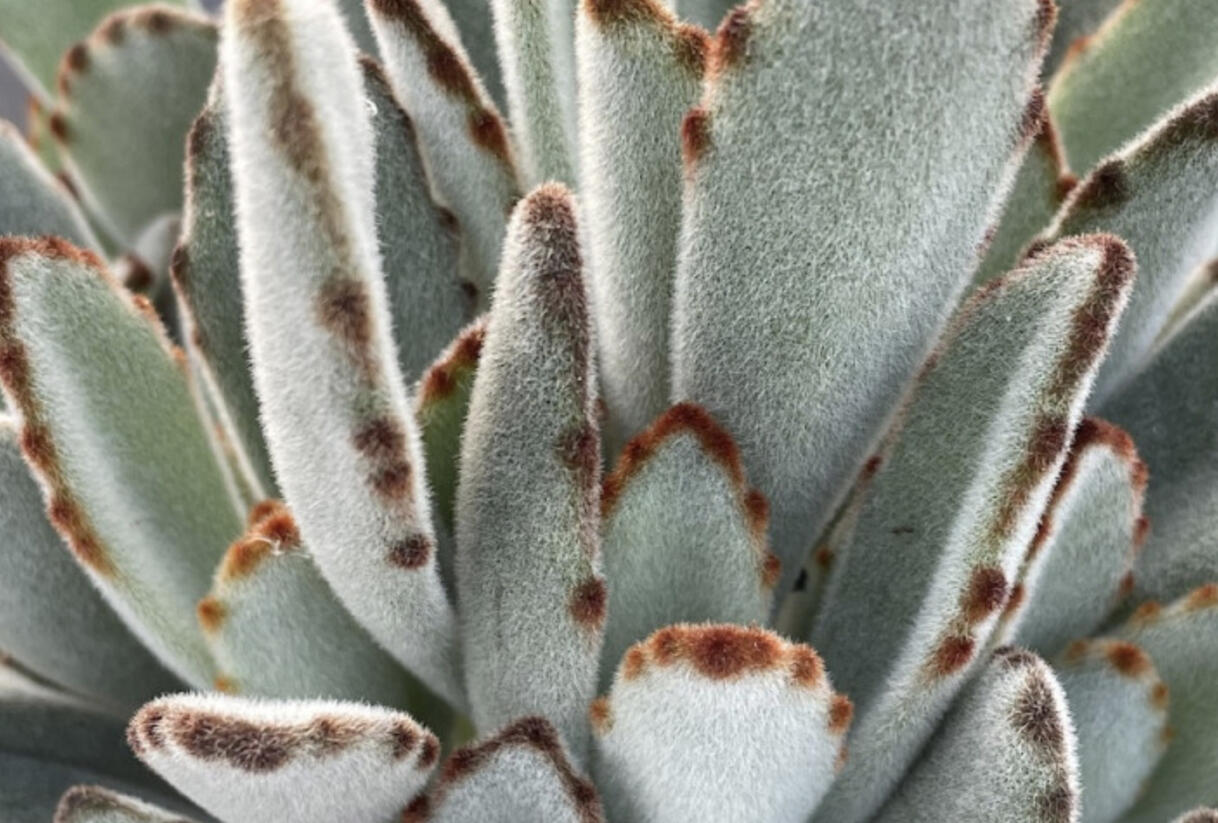 Kalanchoe, kolopejka - Kalanchoe tomentosa