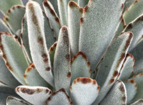 Kalanchoe, kolopejka - Kalanchoe tomentosa
