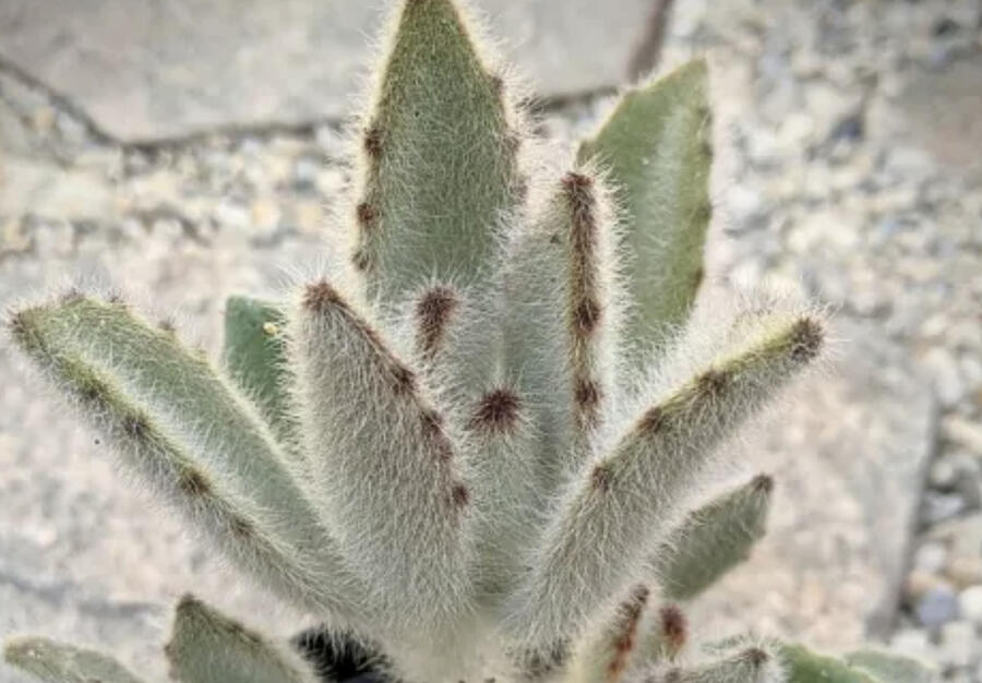 Kalanchoe, kolopejka 'Hairy Harry' - Kalanchoe tomentosa 'Hairy Harry'