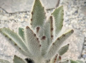 Kalanchoe, kolopejka 'Hairy Harry' - Kalanchoe tomentosa 'Hairy Harry'