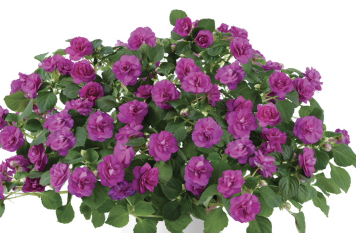 Netýkavka turecká 'Musica Electric Purple' - Impatiens walleriana 'Musica Electric Purple'