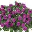 Netýkavka turecká 'Musica Electric Purple' - Impatiens walleriana 'Musica Electric Purple'