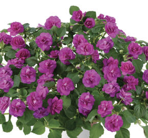 Netýkavka, balzamína turecká 'Musica Electric Purple'