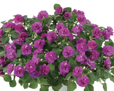 Netýkavka, balzamína turecká 'Musica Electric Purple'