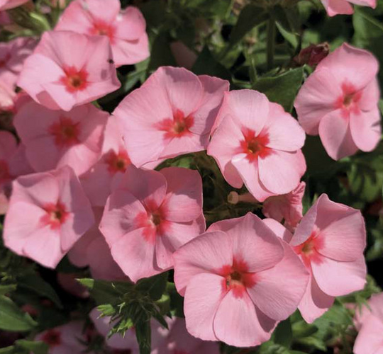 Plamenka drummondova Caroline 'Salmon Eye' - Phlox drummondii Caroline 'Salmon Eye'