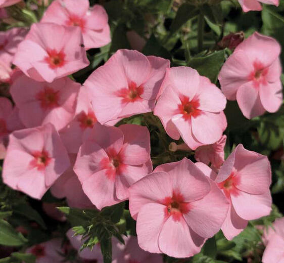 Plamenka drummondova Caroline 'Salmon Eye' - Phlox drummondii Caroline 'Salmon Eye'