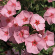 Plamenka drummondova Caroline 'Salmon Eye' - Phlox drummondii Caroline 'Salmon Eye'