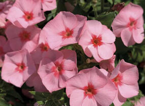 Plamenka drummondova Caroline 'Salmon Eye' - Phlox drummondii Caroline 'Salmon Eye'