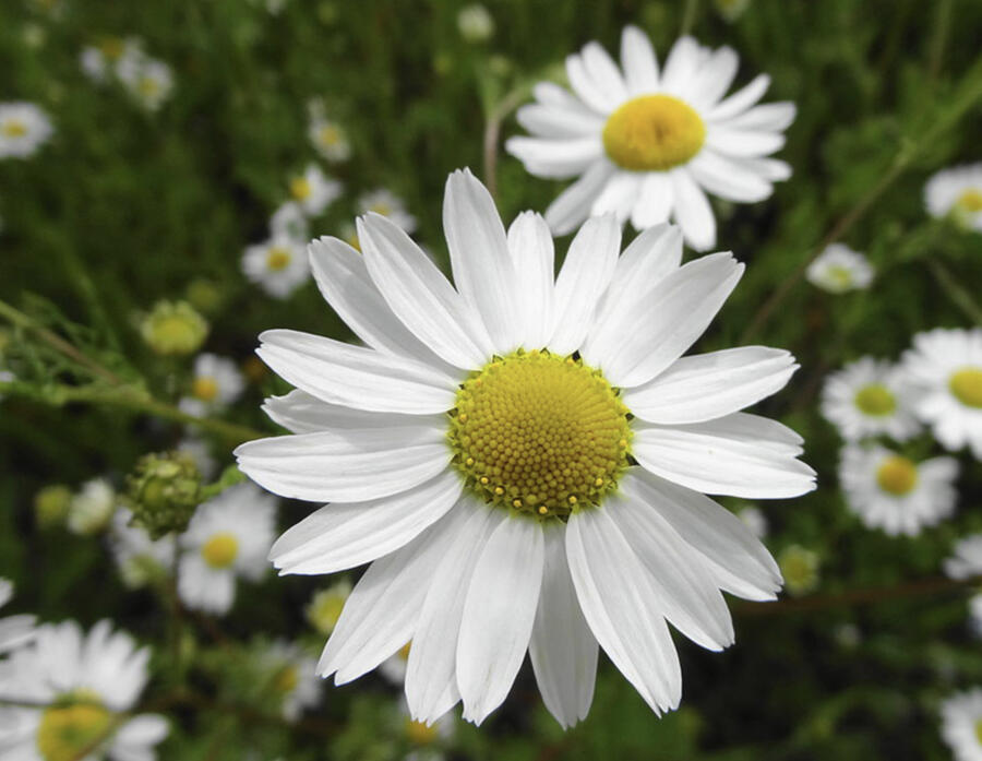 Rmen rolní - Anthemis arvensis