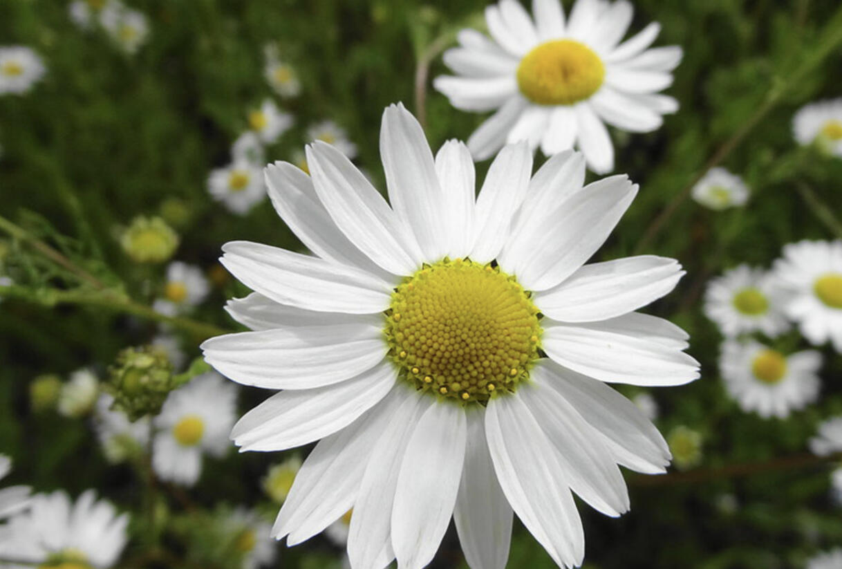 Rmen rolní - Anthemis arvensis