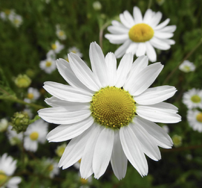 Rmen rolní - Anthemis arvensis