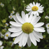 Anthemis arvensis.png