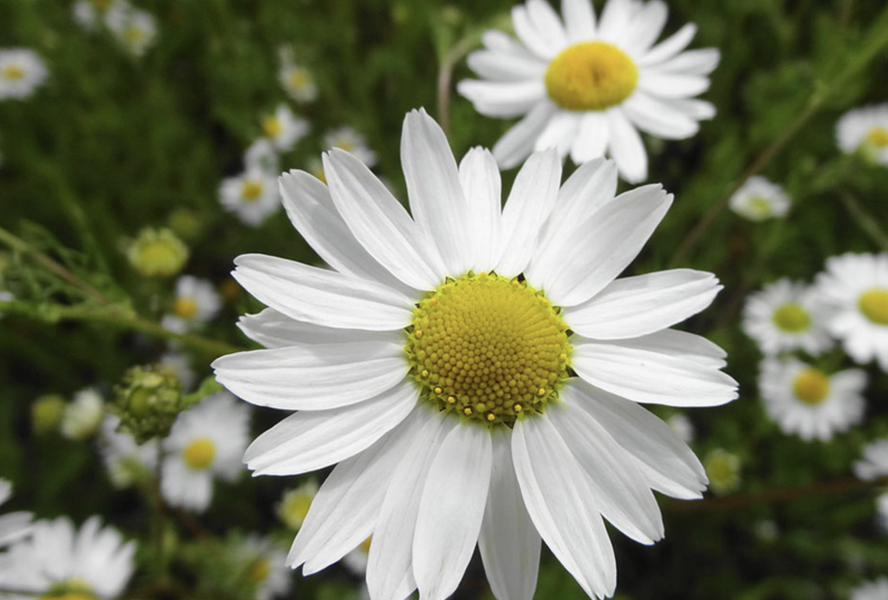Rmen rolní - Anthemis arvensis
