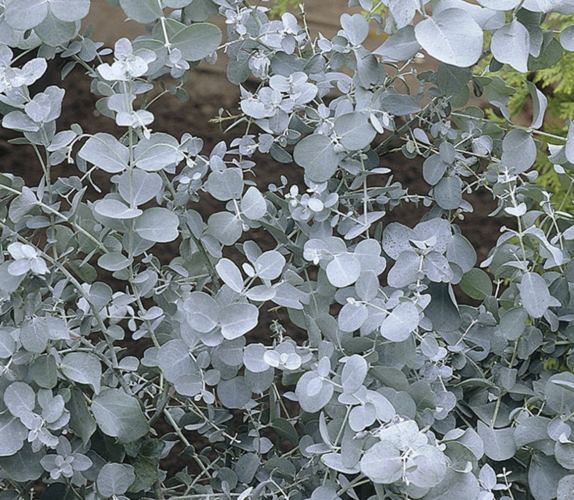 Blahovičník 'Baby Blue' - Eucalyptus pulverulenta 'Baby Blue'