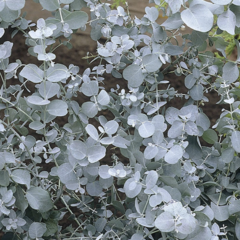 Blahovičník 'Baby Blue' - Eucalyptus pulverulenta 'Baby Blue'