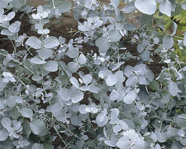 Blahovičník 'Baby Blue'