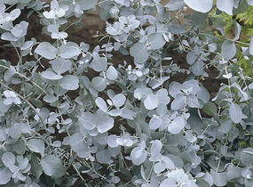 Blahovičník 'Baby Blue' - Eucalyptus pulverulenta 'Baby Blue'
