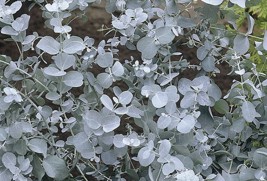 Blahovičník 'Baby Blue' - Eucalyptus pulverulenta 'Baby Blue'