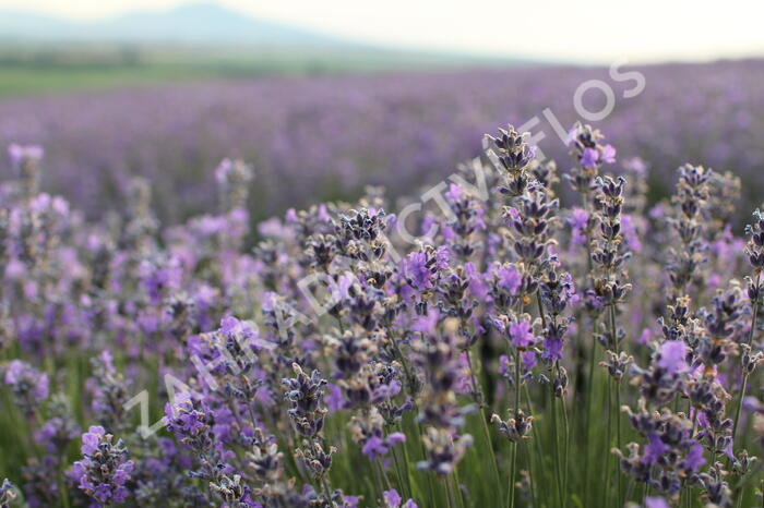 Levandule úzkolistá - Lavandula angustifolia