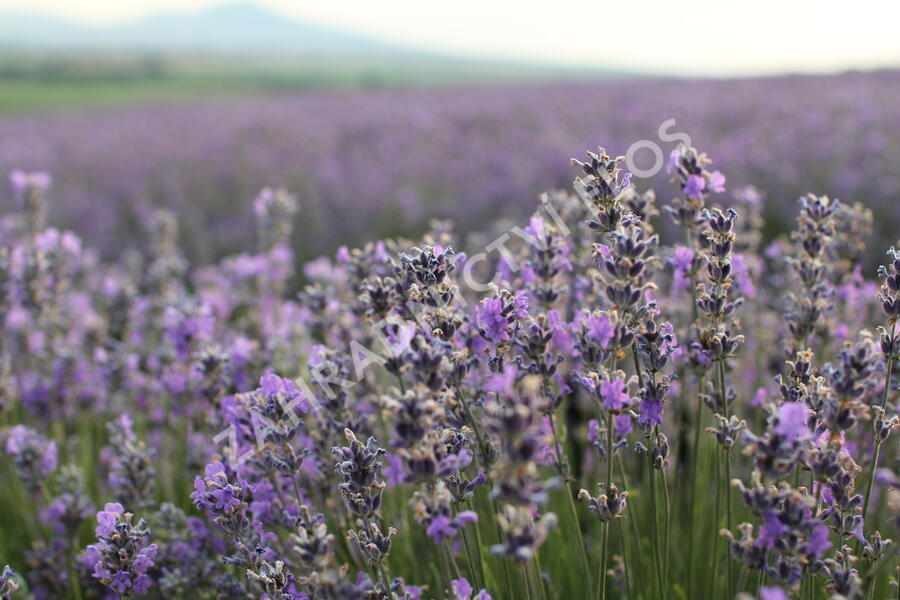 Levandule úzkolistá - Lavandula angustifolia