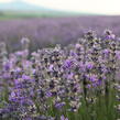 Levandule úzkolistá - Lavandula angustifolia