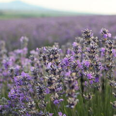 Levandule úzkolistá - Lavandula angustifolia