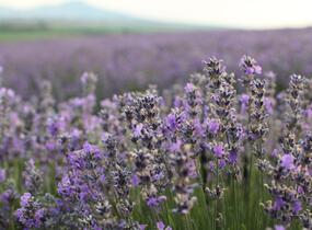 Levandule úzkolistá - Lavandula angustifolia
