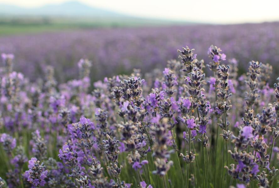 Levandule úzkolistá - Lavandula angustifolia