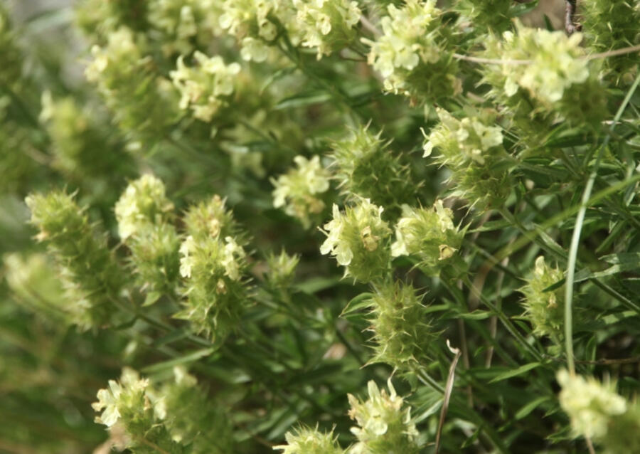 Hojník yzopolistý - Sideritis hyssopifolia
