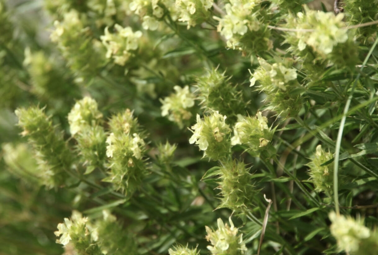 Hojník yzopolistý - Sideritis hyssopifolia