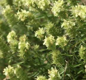 Hojník yzopolistý - Sideritis hyssopifolia