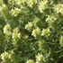 Sideritis hyssopifolia.png