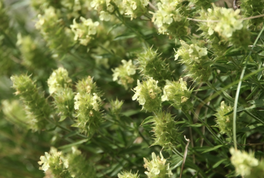 Hojník yzopolistý - Sideritis hyssopifolia