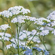 Řebříček obecný 'Wildform' - Achillea millefolium 'Wildform'