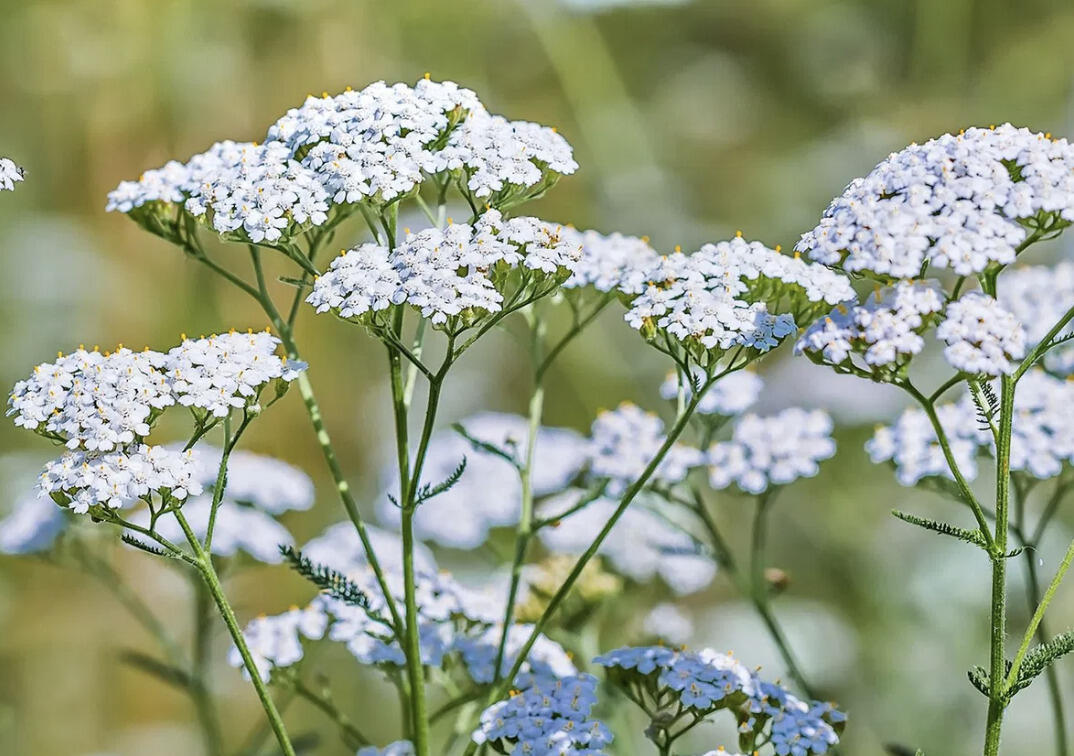 Řebříček obecný 'Wildform' - Achillea millefolium 'Wildform'