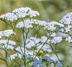 Řebříček obecný 'Wildform'