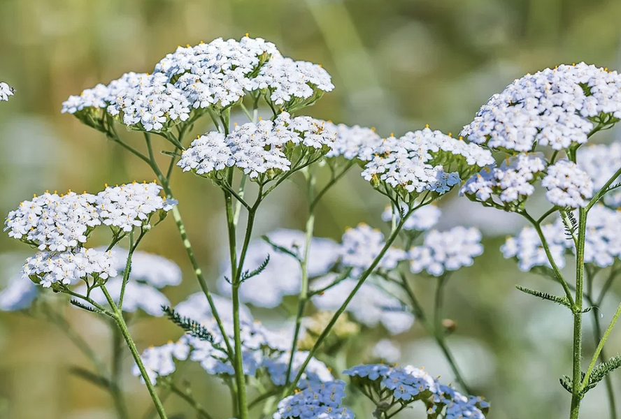 Řebříček obecný 'Wildform' - Achillea millefolium 'Wildform'