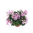 Muškát, pelargonie převislá jednoduchá 'Grand Idols Pink' - Pelargonium peltatum 'Grand Idols Pink'