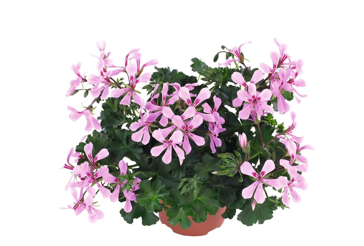 Muškát, pelargonie převislá jednoduchá 'Grand Idols Pink' - Pelargonium peltatum 'Grand Idols Pink'