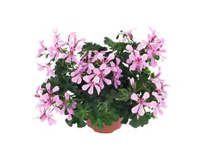Muškát, pelargonie převislá jednoduchá 'Grand Idols Pink' - Pelargonium peltatum 'Grand Idols Pink'