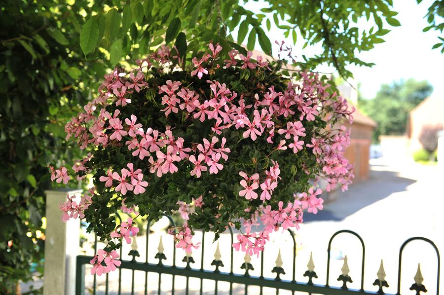 Muškát, pelargonie převislá jednoduchá 'Grand Idols Pink' - Pelargonium peltatum 'Grand Idols Pink'