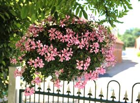 Muškát, pelargonie převislá jednoduchá 'Grand Idols Pink' - Pelargonium peltatum 'Grand Idols Pink'