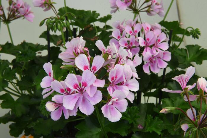 Muškát, pelargonie převislá jednoduchá 'Grand Idols Pink' - Pelargonium peltatum 'Grand Idols Pink'
