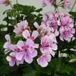Muškát, pelargonie převislá jednoduchá 'Grand Idols Pink' - Pelargonium peltatum 'Grand Idols Pink'