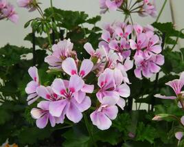Muškát, pelargonie převislá jednoduchá 'Grand Idols Pink'