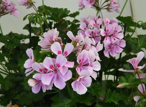Muškát, pelargonie převislá jednoduchá 'Grand Idols Pink' - Pelargonium peltatum 'Grand Idols Pink'